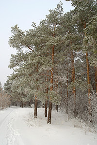 冬季风景 雪 风景优美的 季节 圣诞节 俄罗斯 自然 场景 小路图片