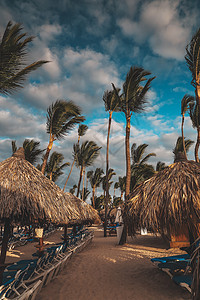 海滩上有休息椅 雨伞和棕榈树图片