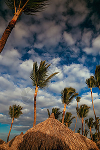 海滩上的雨伞和棕榈树图片