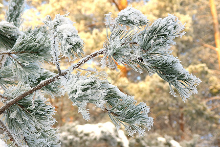 覆盖的松树林霜 木头 冰 云杉 季节 冻结的图片