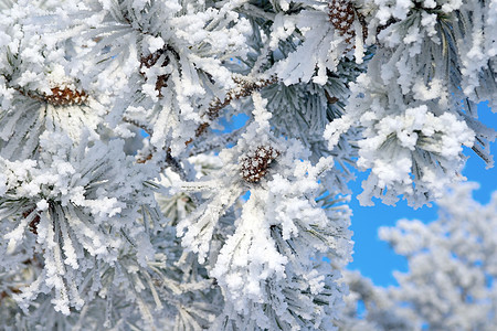 覆盖了松雪 下雪的 灰白的 假期 枝条 木头 冷杉 冰 植物图片