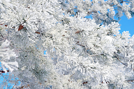 覆盖了松雪 下雪的 木头 假期 户外的 绿色的 季节 寒冷的图片