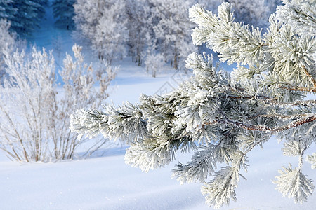 覆盖了松雪 冷杉 植物 圣诞节 美丽 假期 针叶 季节图片