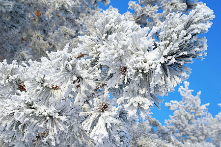 覆盖了松雪 雾凇 寒冷的 树 森林 植物 冰图片