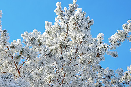 覆盖了松雪 蓝色的 假期 冷杉 云杉 松树 季节 圣诞节图片