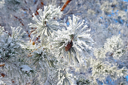 覆盖了松雪 季节 雾凇 树 松树 绿色的 枝条图片