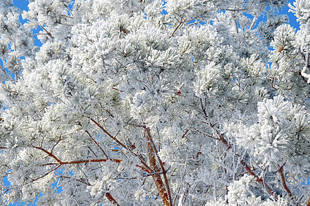 覆盖了松雪 自然 圣诞节 针叶 假期 季节 森林图片