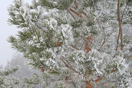 覆盖了松林冰冻 针叶 户外的 绿色的 雪 自然 灰白的 季节图片