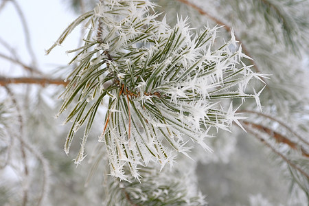 覆盖的松林冰冻 雾凇 枝条 冬天 白色的 雪 天气图片