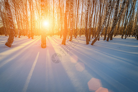 日落或黎明的景象 在冬天的森林里 早晨 荒野图片