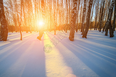 日落或黎明的景象 在冬天的森林里 场景 雪图片