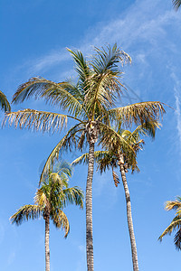 棕榈树对蓝天 晴天 天空 大加那利岛 蓝色的图片