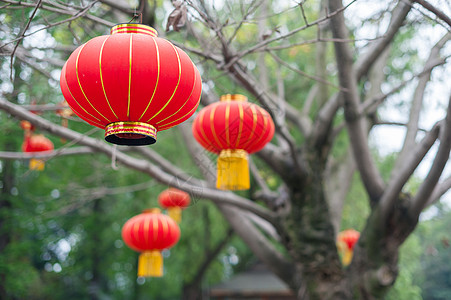 红中国灯笼挂在树上 庆祝活动 古老的 天空 传统的 文化 纸图片