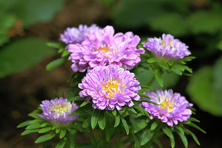 紫菊花盛开图片