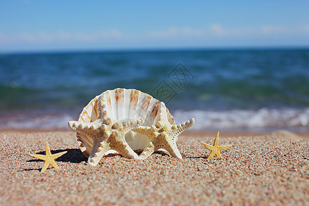 海滩上的贝壳和海星 与波浪的沙滩 暑假概念 海边的假期 海沙 蓝色的图片