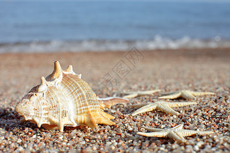 海滩上的贝壳和海星 与波浪的沙滩 暑假概念 海边的假期 晴天 甲板图片