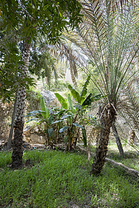 棕榈树和版纳树 阿曼苏丹国 植物学 农业 栽培 热的图片
