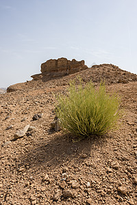 Eoporbia 阿曼苏丹国图片