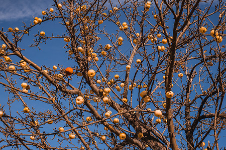 没有含有金苹果的苹果树叶 冬天 庆典 健康 成熟图片