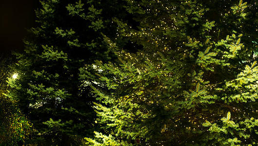 夜里装饰圣诞灯的户外树图片