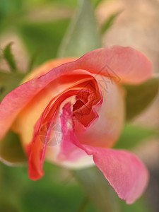 爱着粉红玫瑰 植物 美丽 一束玫瑰 浪漫的 假期 浪漫图片