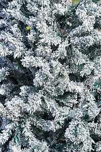松树上的雪 假期 冷杉 自然 装饰风格 绿色的 寒冷的图片