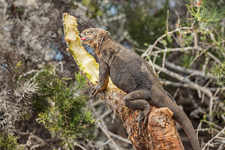 北锡穆尔岛加拉帕戈斯群岛的食用植物 加拉帕戈斯岛Iguana 户外 冒险图片