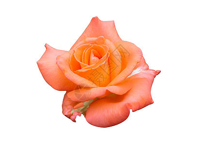美丽的甜蜜橙色玫瑰花朵花朵 在白色的背地上被孤立 夏天 假期图片