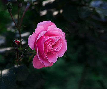 夏日花朵花的发芽 在花园里 开花 粉色的 盛开 花瓣图片