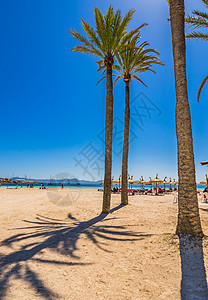 西班牙巴利阿里群岛 海边美沙滩 有棕榈树和棕榈树图片