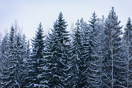 在拉普拉的冬季 森林被大雪淹没了 路图片