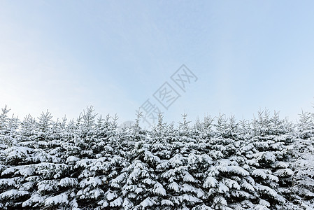 在拉普拉的冬季 森林被大雪淹没了 天空 松树图片