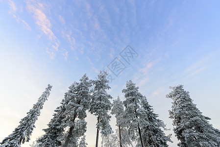 森林覆盖了西边大雪和恶劣天气的天空 冰 花图片