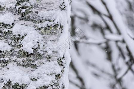 在拉普兰的冬季 这棵树上下着大雪 假期 冬天图片