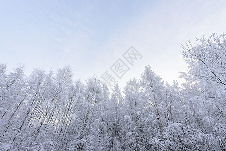 在拉普拉的冬季 森林被大雪淹没了 季节 芬兰图片