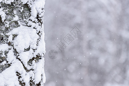 在拉普兰的冬季 这棵树上下着大雪 早晨 森林图片