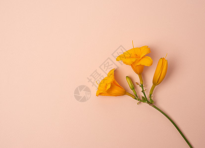 蜜蜂背景的黄黄色花朵 白色的 夏天 花束 花的图片