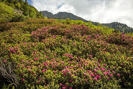 白肺 红色的花 假期 冰川 娱乐 植物 阿尔卑斯山 玫瑰图片