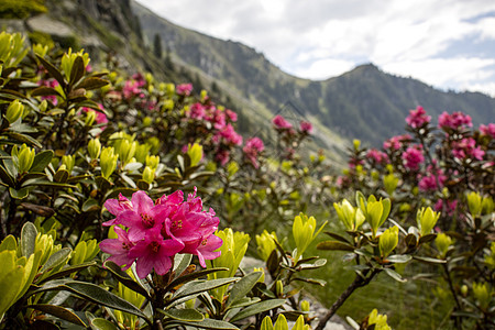 白肺 高山花卉 春天的花朵 娱乐 高山玫瑰 安静 杜鹃花 阿尔卑斯山 孤独图片