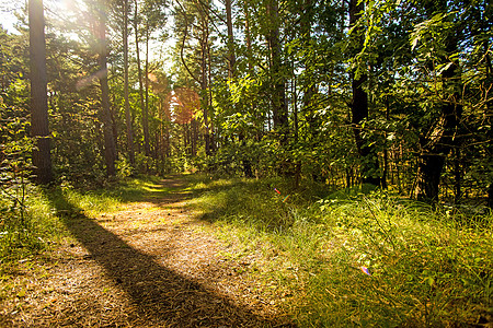 波兰的森林 有光明和阴影的小小道路 晴天 美丽的图片