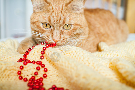 一只又肥又懒的姜猫躺在一条黄毛毯上 上面有新年的玩具 金球和红球 帽子 展示图片