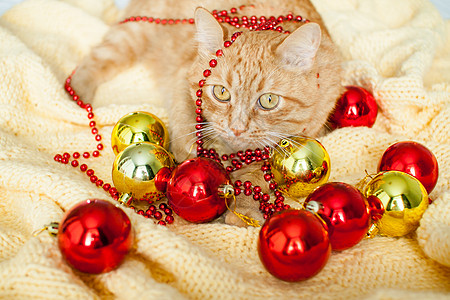 一只又肥又懒的姜猫躺在一条黄毛毯上 上面有新年的玩具 金球和红球 虎斑 礼物图片