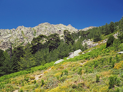 长着松树 绿灌木和蓝天空背景的可腐藻类大象上的高山绿色草地景象 美丽的 国家的图片