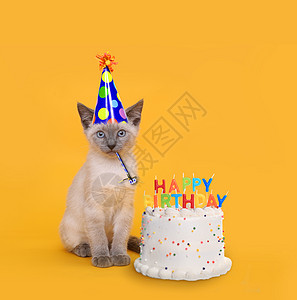 以生日蛋糕庆祝为主题的黄猫节日庆典图片