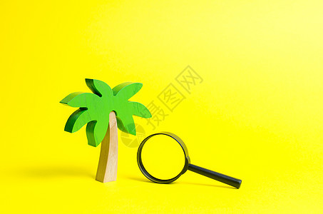 木棕榈树和黄色背景上的放大镜 旅游业的发展 热带岛屿 概念休闲和度假 娱乐和放松 搜索旅游温暖的国家图片