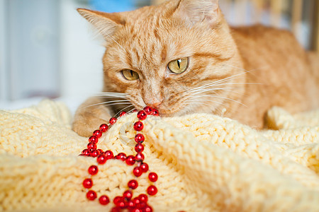 一只又肥又懒的姜猫躺在一条黄毛毯上 上面有新年的玩具 金球和红球 兽医 卡片图片