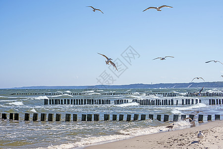 波罗的海 有股沟和海鸥 海上 冲浪 防波堤 老的 假期图片