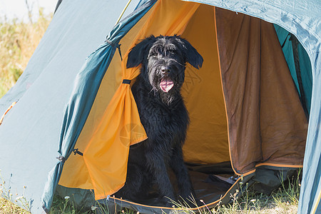 坐在帐篷床上的Schnautzer狗高清图片