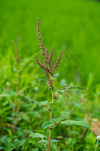 细细的amaranth 蔬菜 有机的 植物 药用的 树叶图片