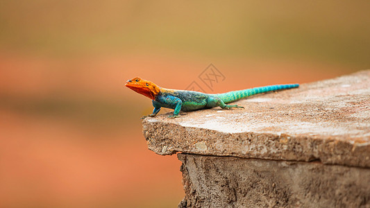 肯亚人Rock Agama 阿加马狮子 图片